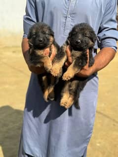 German Shepherd male and female available  | dog