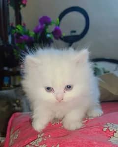 Beautiful Male Kitten For Sale