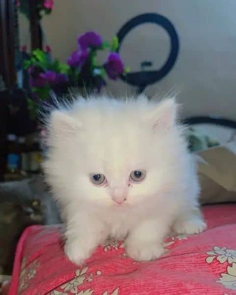 Beautiful Male Kitten For Sale 0