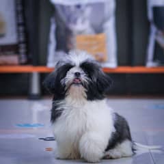 Shihtzu