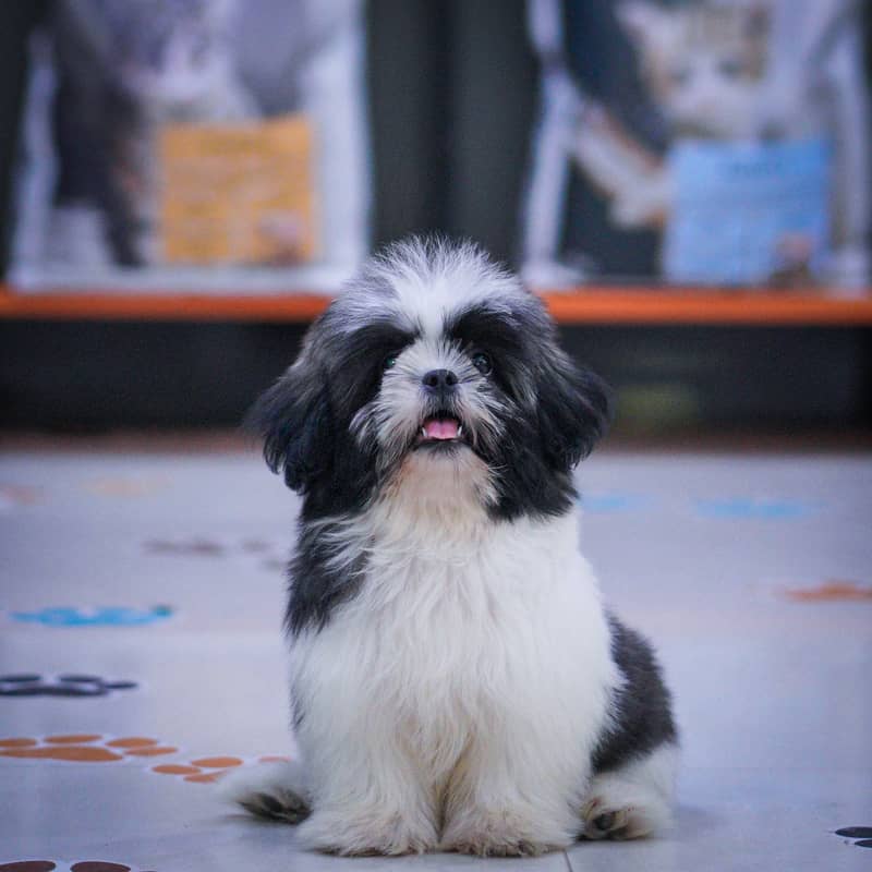 Shihtzu Puppies | High Quality Shihtzu Pup 2