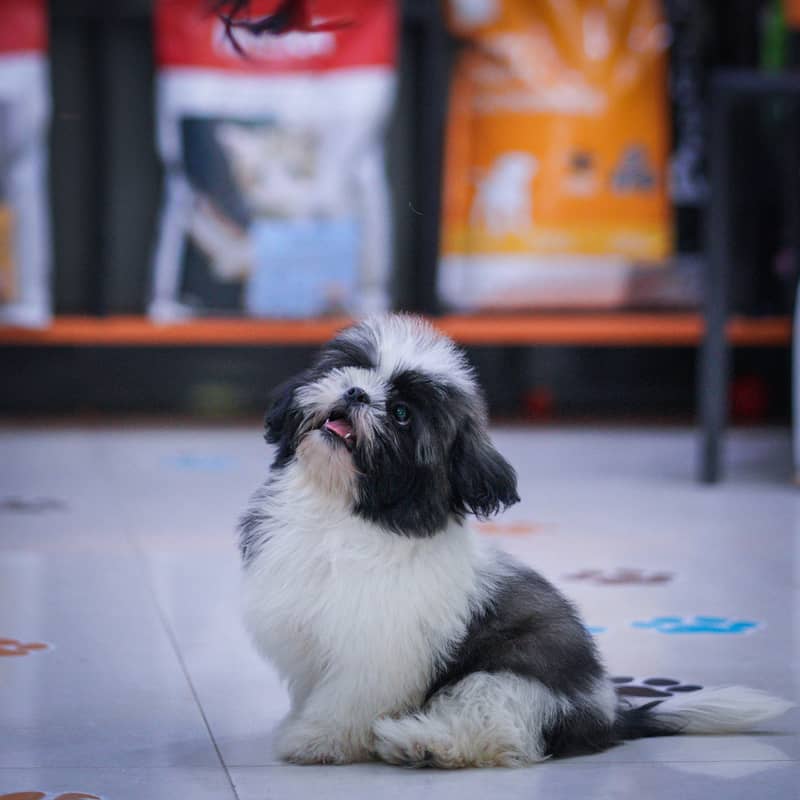 Shihtzu Puppies | High Quality Shihtzu Pup 3