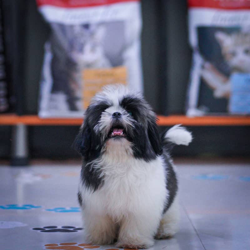 Shihtzu Puppies | High Quality Shihtzu Pup 5