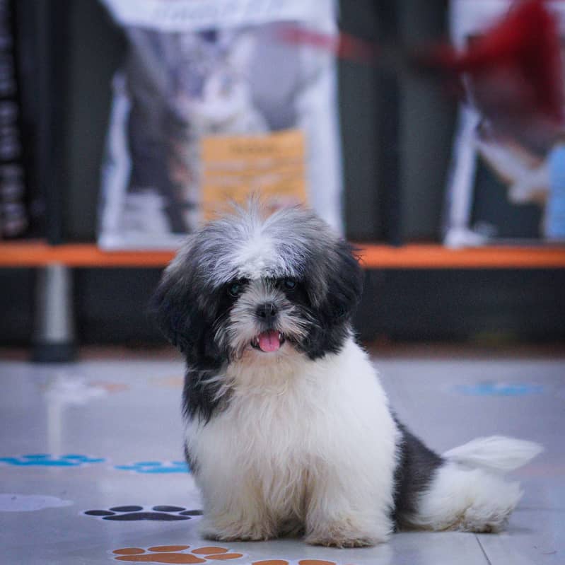 Shihtzu Puppies | High Quality Shihtzu Pup 6