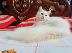 Pure Persian full white colour pair . . . 0