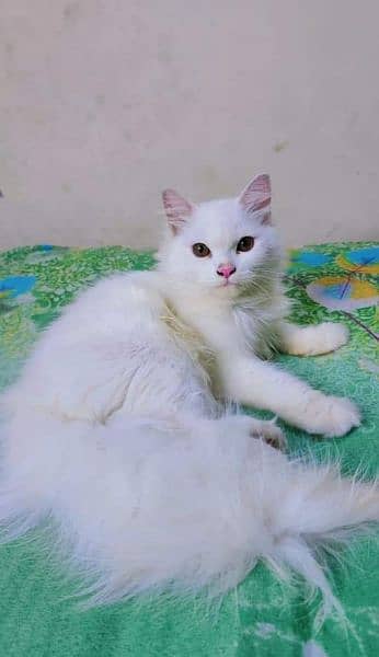 Pure Persian full white colour pair . . . 2