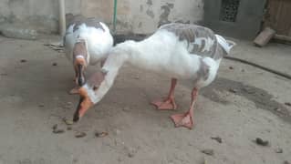 Pair of ducks for sale