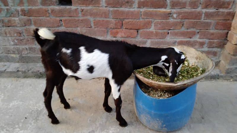 bakra 1