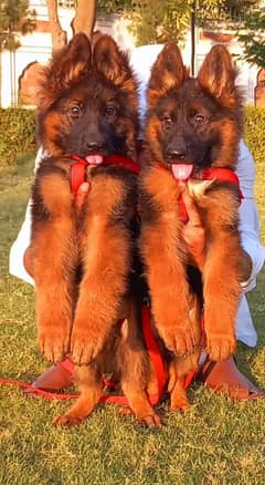 German Shepherd Puppies | Long Coat Pair For Sale 0