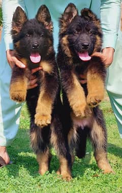 German Shepherd Puppies | Long Coat Puppy For Sale 0