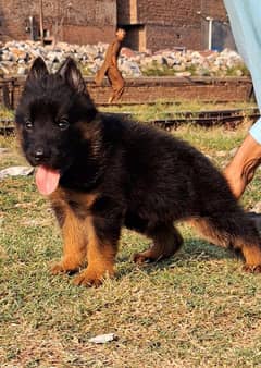 German Shepherd Puppies | Long Coat Puppy For Sale