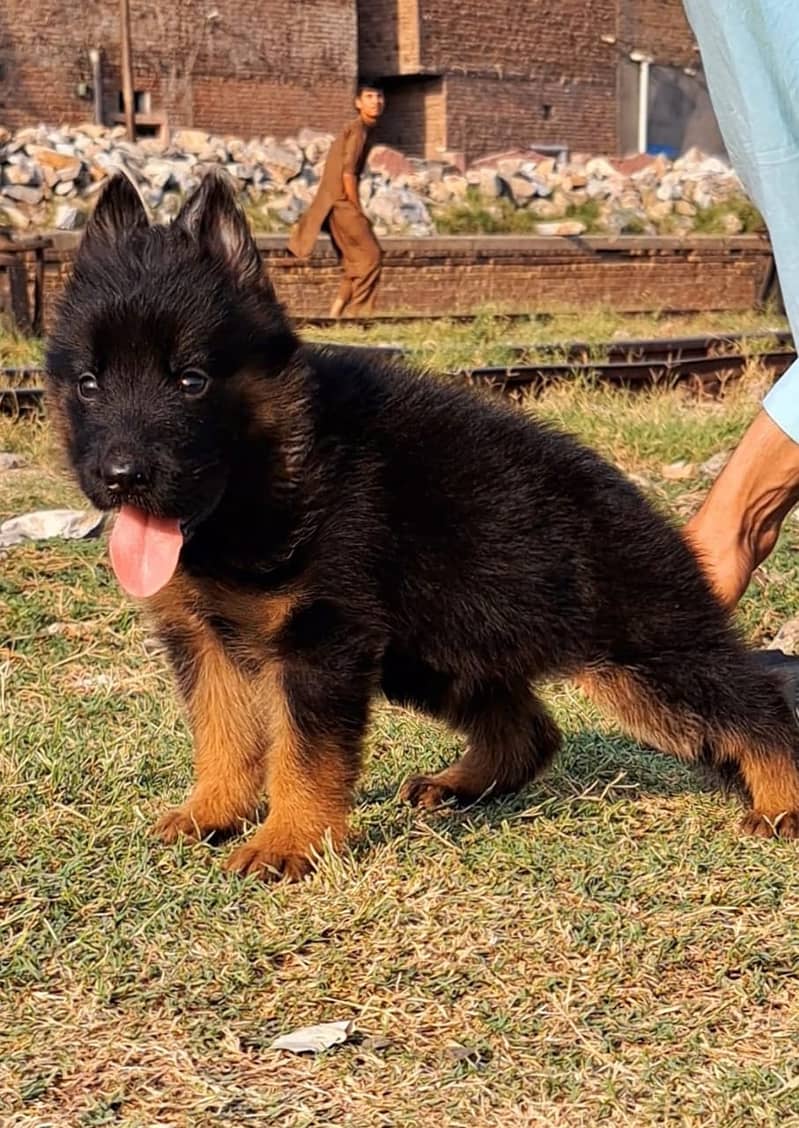 German Shepherd Puppies | Long Coat Puppy For Sale 0