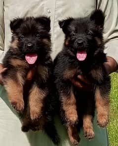 German Shepherd Pair | long coat pupies for sale | Puppy