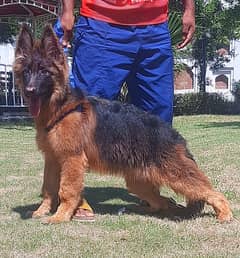 German Shepherd | Long Coat Dog