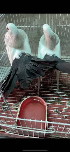 Black Tail Breeder Pair +92 370 7611766 0