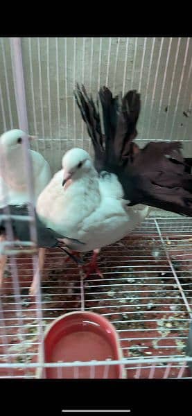 Black Tail Breeder Pair +92 370 7611766 1