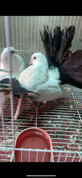 Black Tail Breeder Pair +92 370 7611766 3