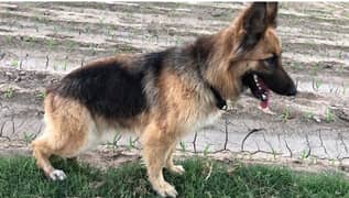 long court German shepherd female for sell