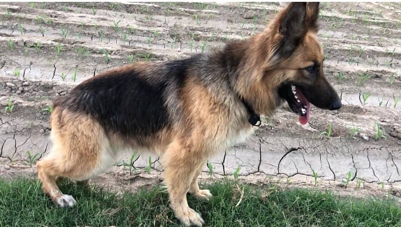 long court German shepherd female for sell 0