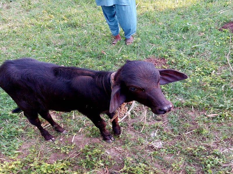 18 litee milking buffalow /muj/bhens home breed 8