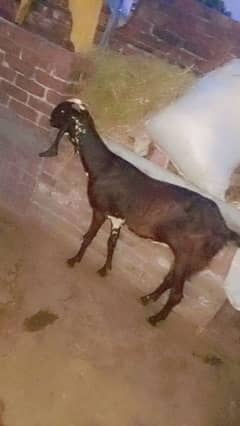 beetal goat03026899094