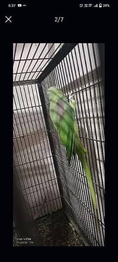 raw parrot 3 pair breeder for sale 0