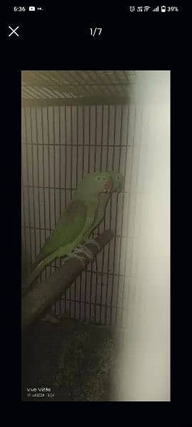 raw parrot 3 pair breeder for sale 1