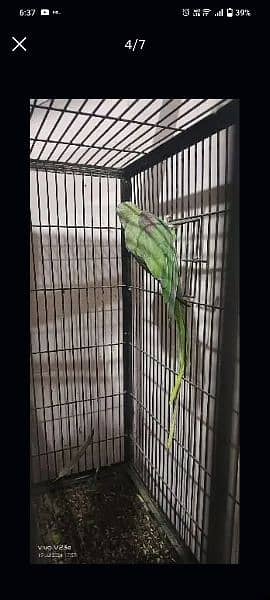 raw parrot 3 pair breeder for sale 2