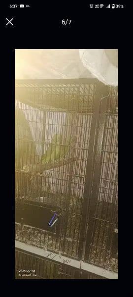 raw parrot 3 pair breeder for sale 4