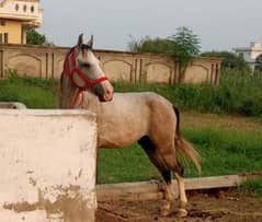 health an active young horse for sale