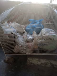 hen cages for sale