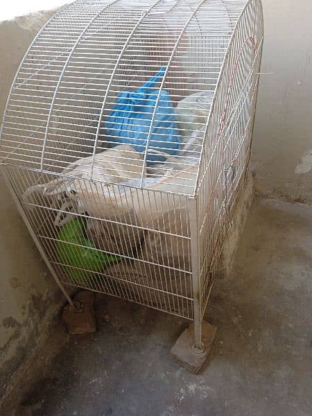 hen cages for sale 3