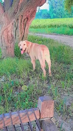 Labrador dog for sale