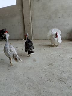 Turkey Birds 0