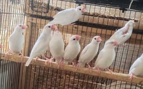 White Java/White Java Ready to Breed Pairs 0