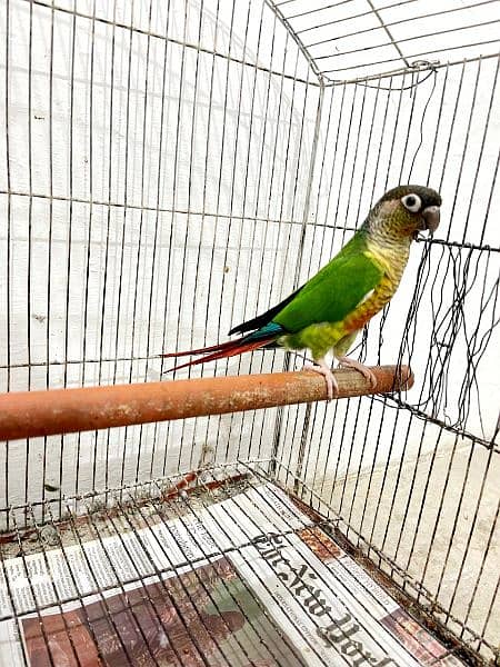 conures 1