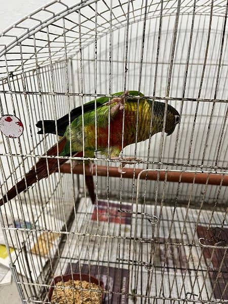 conures 6