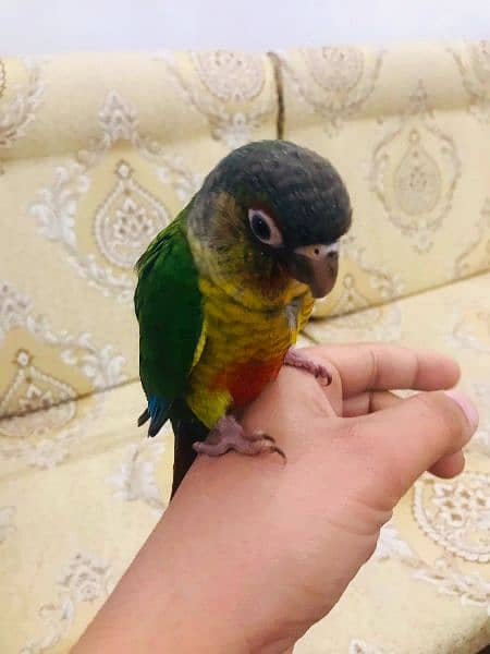 conures 7