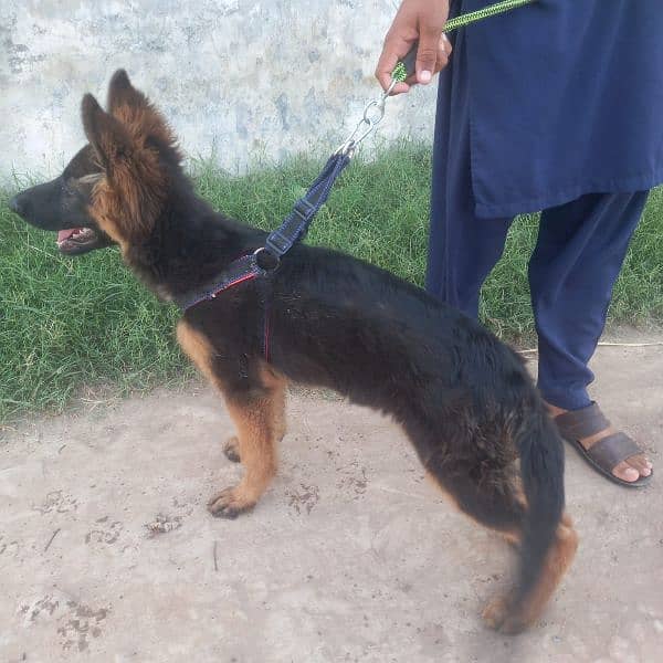 Germen Sheperd Double Coat Long Hair 4 Month old female puppy for sale 1