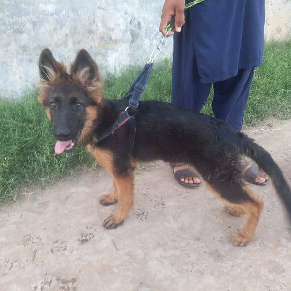 Germen Sheperd Double Coat Long Hair 4 Month old female puppy for sale 2