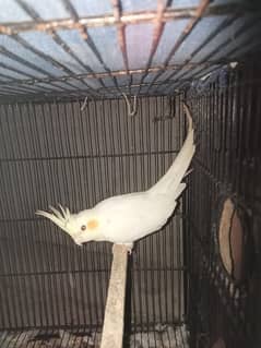 Cocktail Female For Sale 0