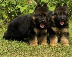 German shepherd long Cote show quality havey bone structure pair sale