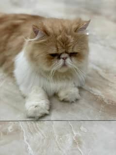 Persian peki face cat