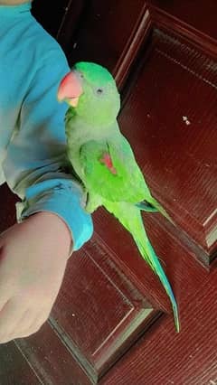 Kashmiri parrot 0