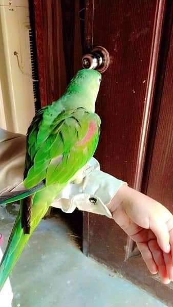 Kashmiri parrot 2