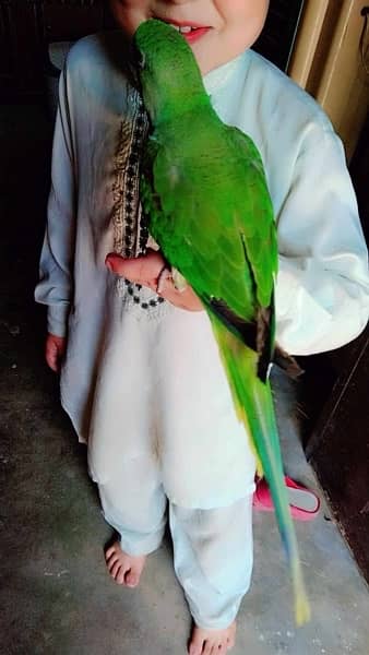 Kashmiri parrot 3