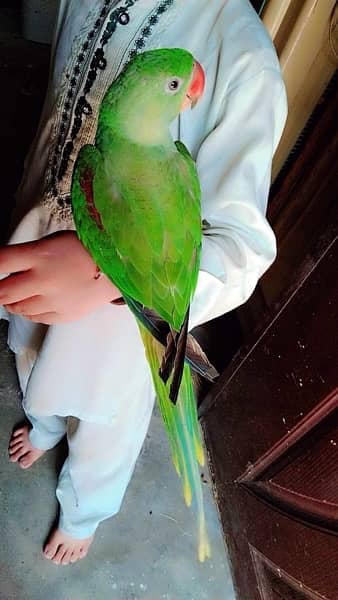 Kashmiri parrot 4