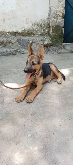 2 months age female German shepherd