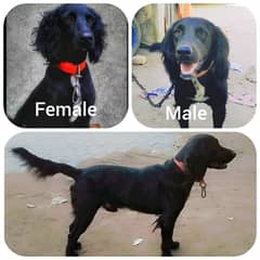 cocker spaniel pair male and female