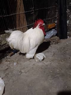 bantam